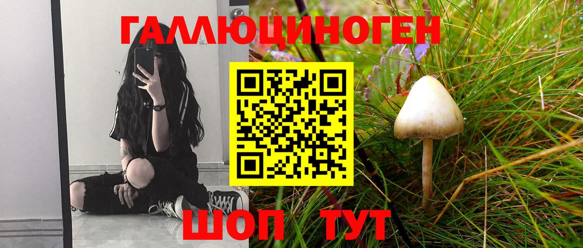 Псилоцибиновые грибы Psilocybine cubensis Бийск
